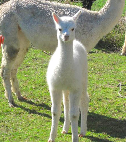 white alpaca, New Zealand
