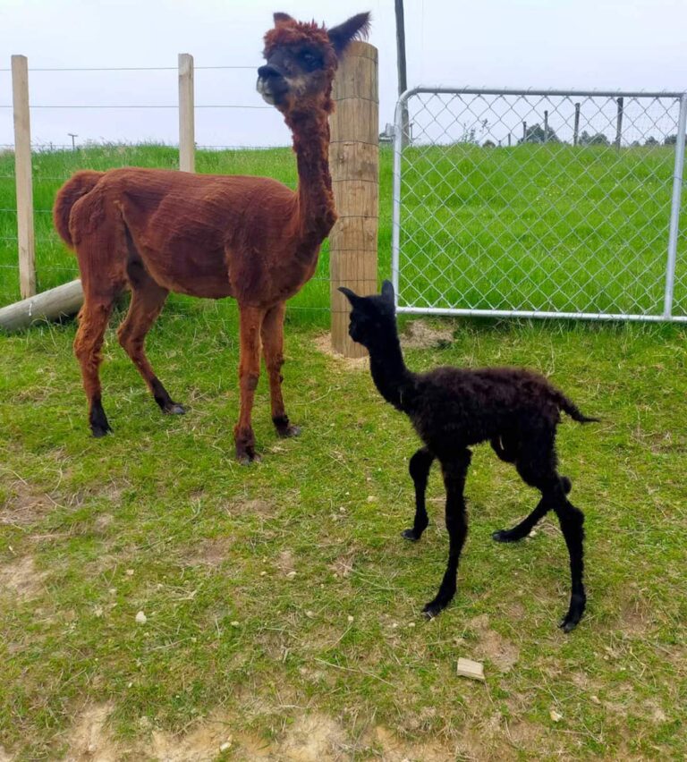 Stud Services, Alpacas New Zealand