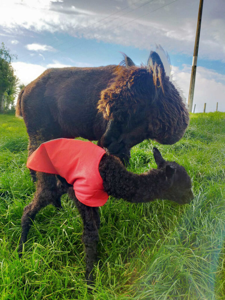 alpacas new zealand