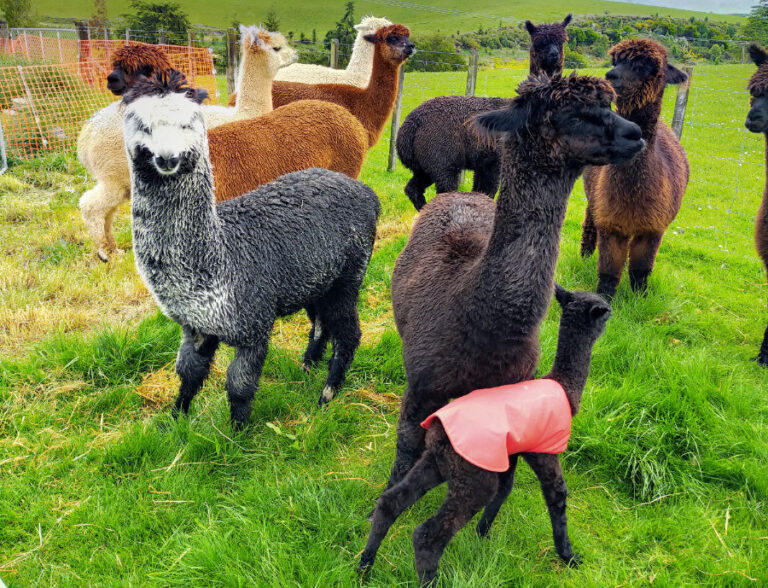 alpaca herd, New Zealand