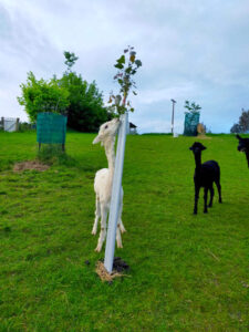 Shade for your alpaca