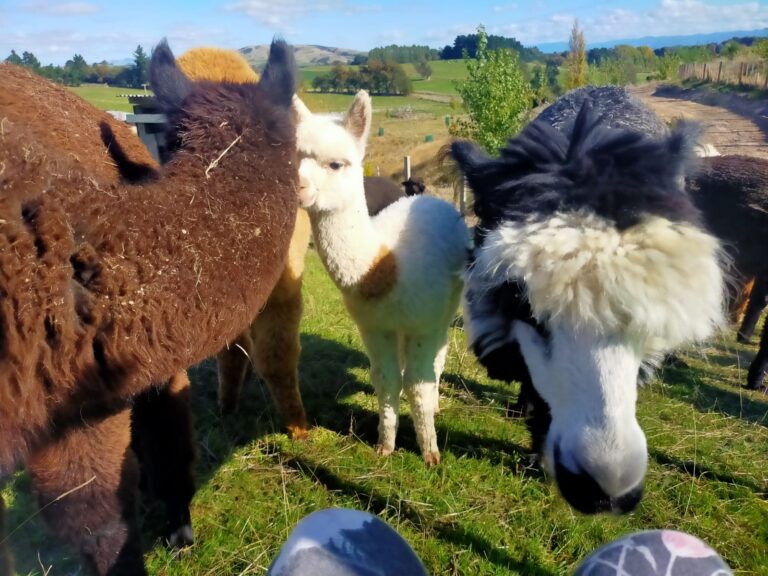 Alpaca, Carterton, New Zealand