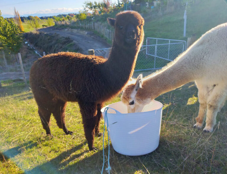Alpacas feeding, New Zealand