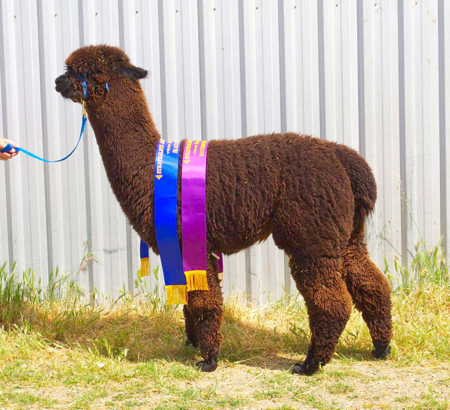 Masterclass - Awesome Alpacas