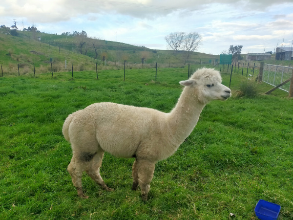 magic-mike-alpaca