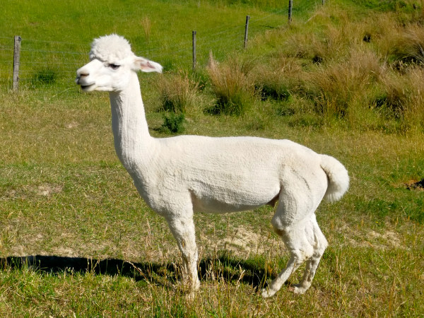 magic-mike-alpaca2