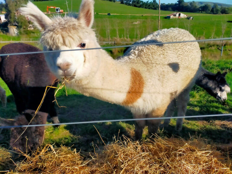 Princess - alpaca for sale, NZ