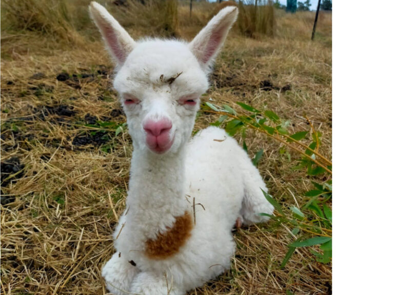 princess-alpaca-nz2