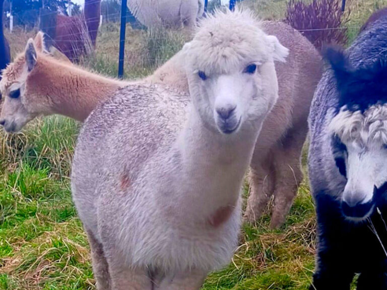 princess-alpaca-sale-carterton-nz
