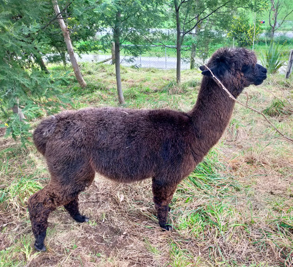 Masterclass - Awesome Alpacas