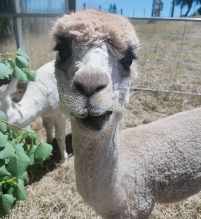 Ash, alpaca in Carterton, NZ