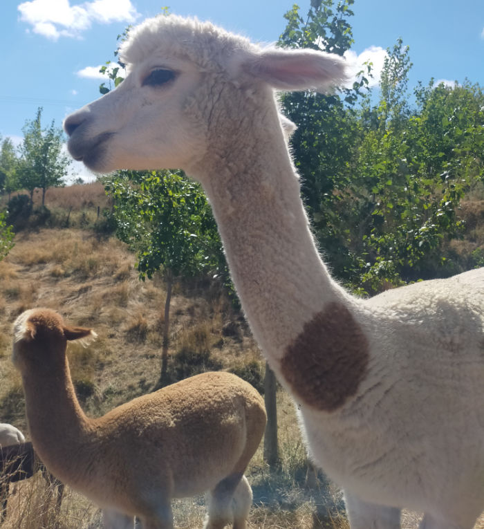 Princess, alpaca Carterton