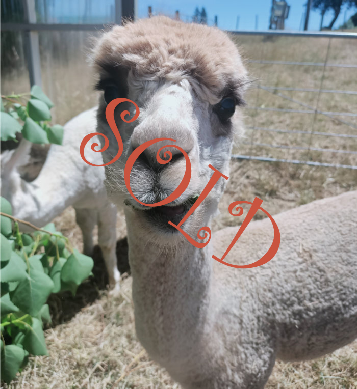 Ash the alpaca is sold