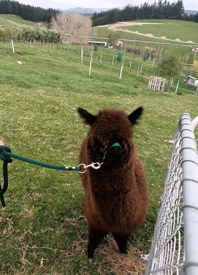 Comet the alpaca is for sale in Carterton, New Zealand
