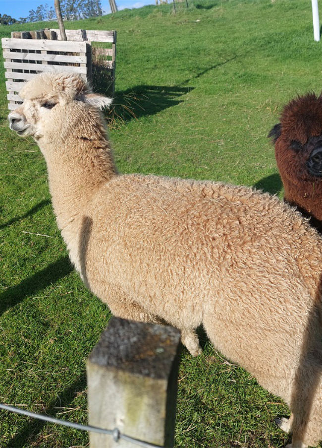 Donald the alpaca is for sale in Carterton, New Zealand