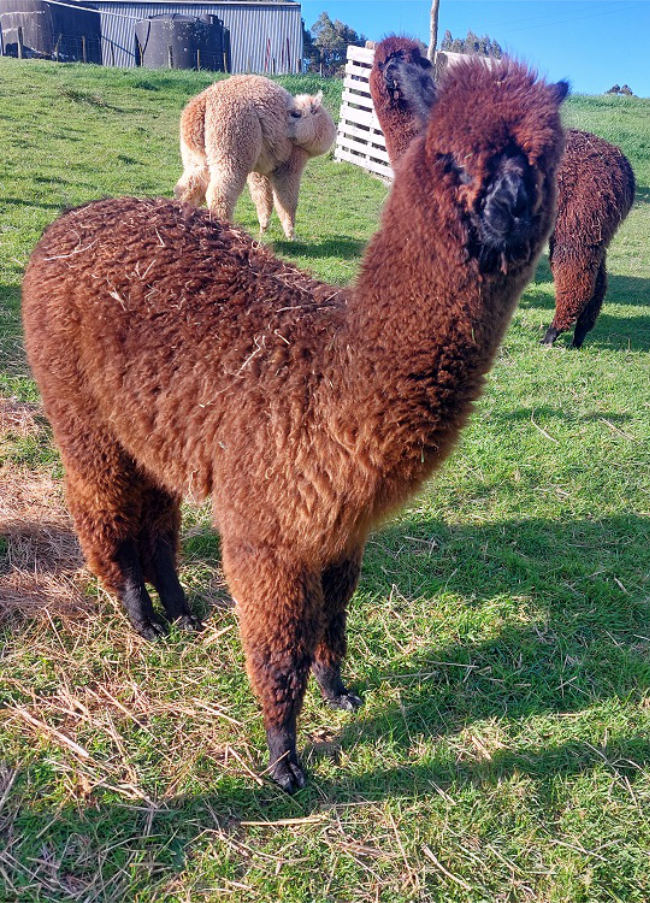 Mudcake the alpaca is for sale in Carterton, New Zealand