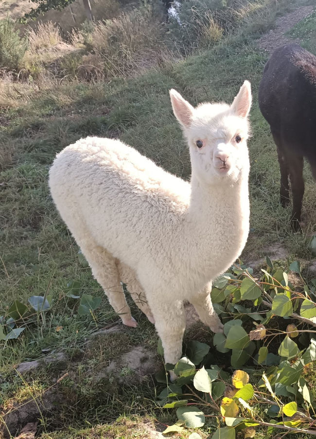 Precious the alpaca is for sale in Carterton, New Zealand