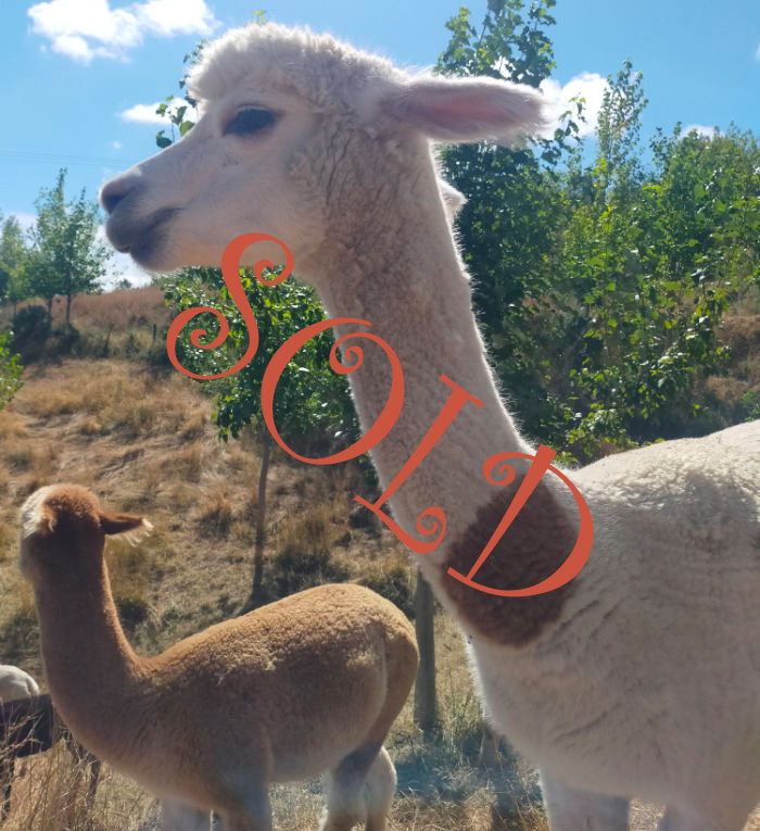 Princess the alpaca is Sold